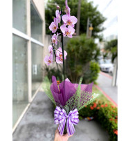 Phalaenopsis Encanto